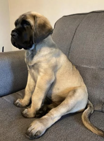 Cuccioli di mastino inglese  allevati amorevolmente dalle famiglie | Foto 0