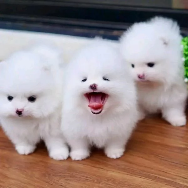 Cuccioli di Pomerania 