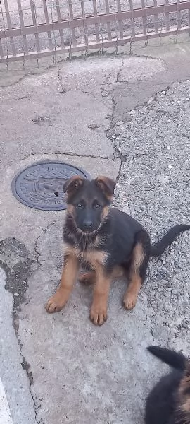 CUCCIOLI PASTORE TEDESCO IMPORTANTE GENEALOGIA | Foto 4