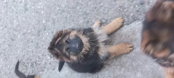 CUCCIOLI PASTORE TEDESCO IMPORTANTE GENEALOGIA | Foto 3