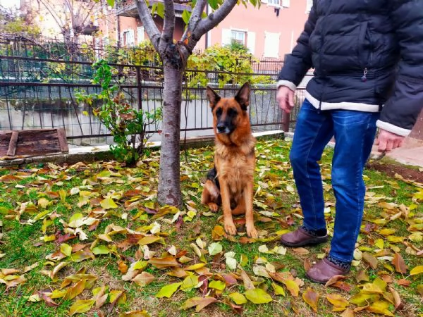 CUCCIOLI PASTORE TEDESCO IMPORTANTE GENEALOGIA | Foto 1