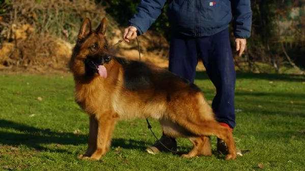 CUCCIOLI PASTORE TEDESCO IMPORTANTE GENEALOGIA | Foto 0