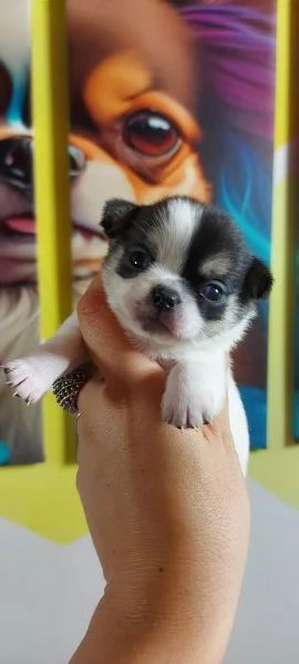 Chihuahua cuccioli