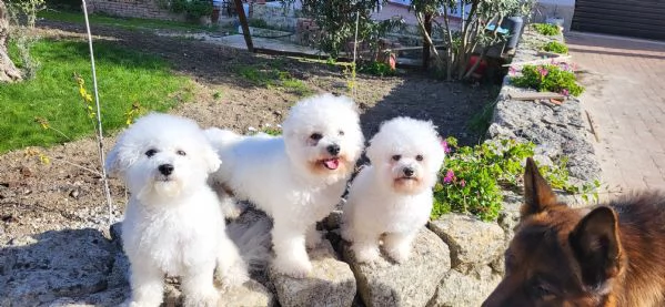 Bichon fris  | Foto 1