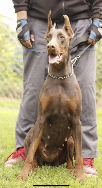 Dobermann cuccioli 