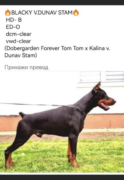 Dobermann cuccioli  | Foto 1