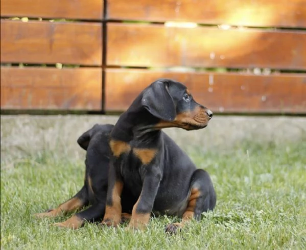 Dobermann cuccioli  | Foto 0