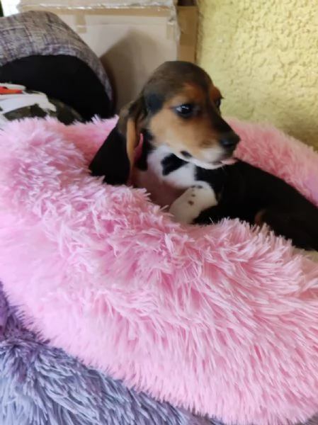Beagle tricolore cuccioli | Foto 1