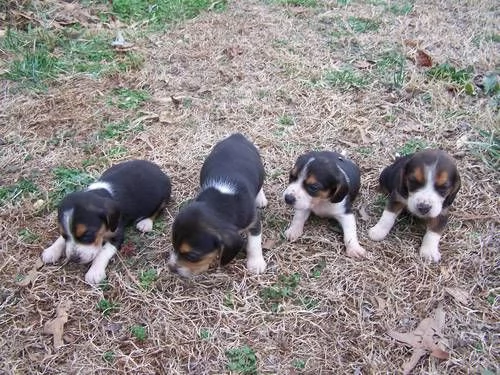 Beagle tricolore cuccioli | Foto 0