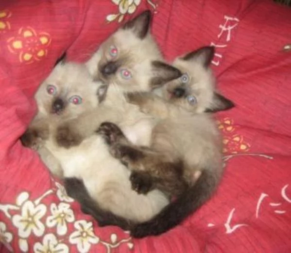 Siamese tradizionale gattini | Foto 3