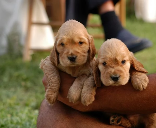 Cocker Spaniel maschietti | Foto 0