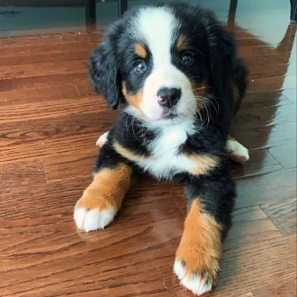 Cuccioli di bovaro del bernese | Foto 2