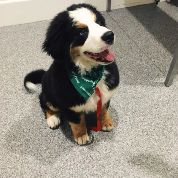 Cuccioli di bovaro del bernese