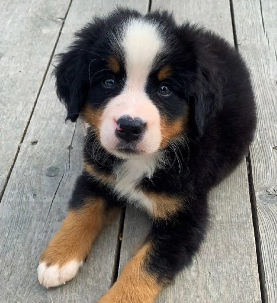 Cuccioli di bovaro del bernese | Foto 0