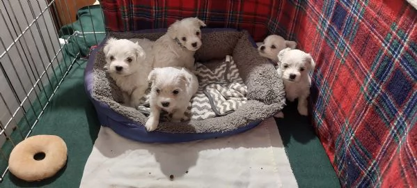 Cuccioli Maltese