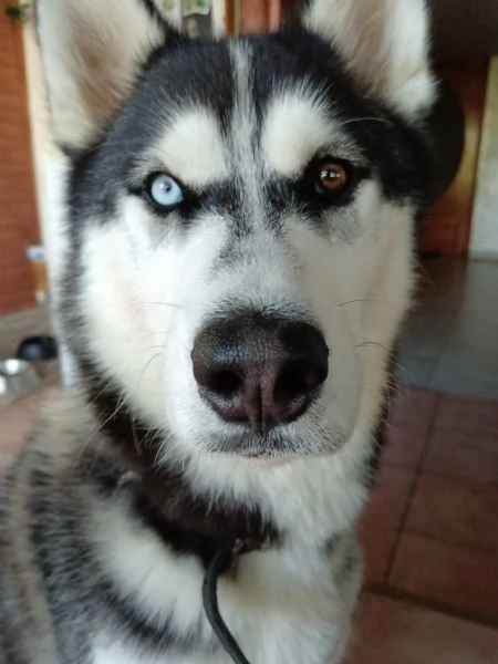 Husky  | Foto 3