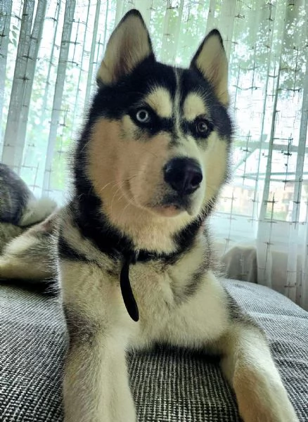 Husky  | Foto 2