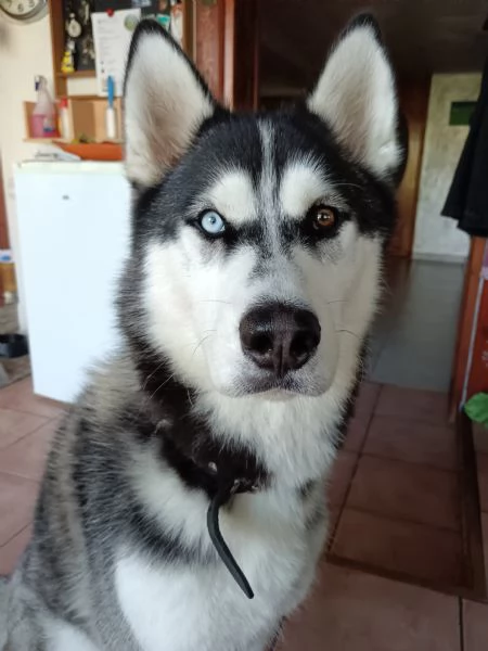 Husky  | Foto 1