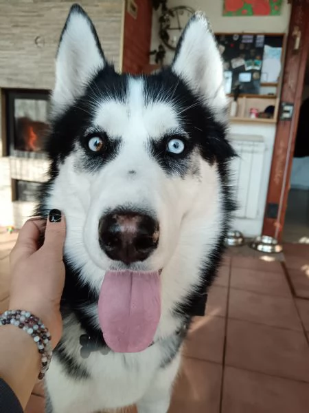 Husky maschio cerca casa 