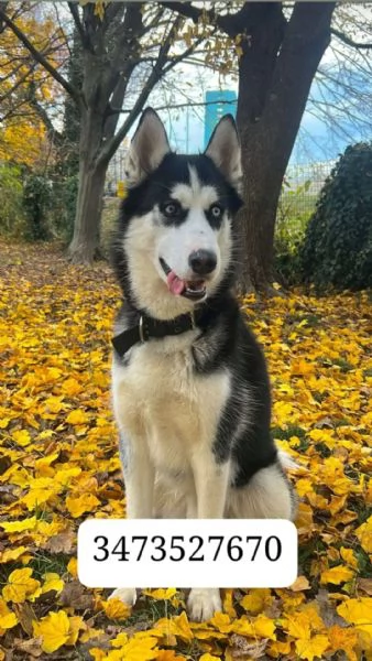 Husky maschio cerca casa  | Foto 1