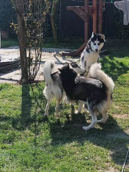 Husky maschio cerca casa  | Foto 0