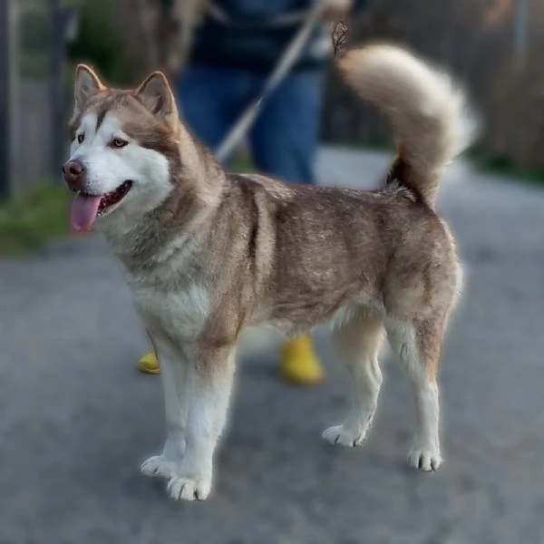 Vendo cuccioli Alaskan  | Foto 4