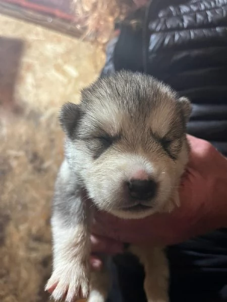 Cuccioli Alaskan Malamute 