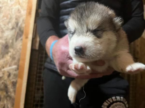 Cuccioli Alaskan Malamute  | Foto 1