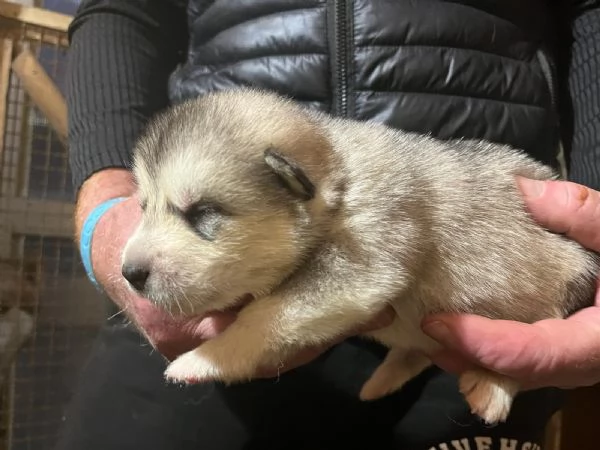 Cuccioli Alaskan Malamute  | Foto 0