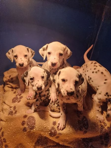 CUCCIOLI DALMATA con PEDIGREE | Foto 4