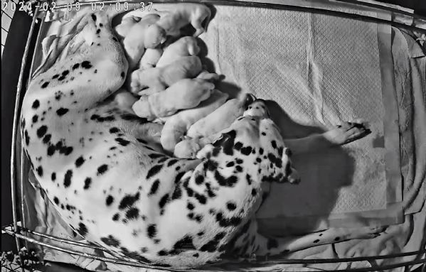 CUCCIOLI DALMATA con PEDIGREE | Foto 3