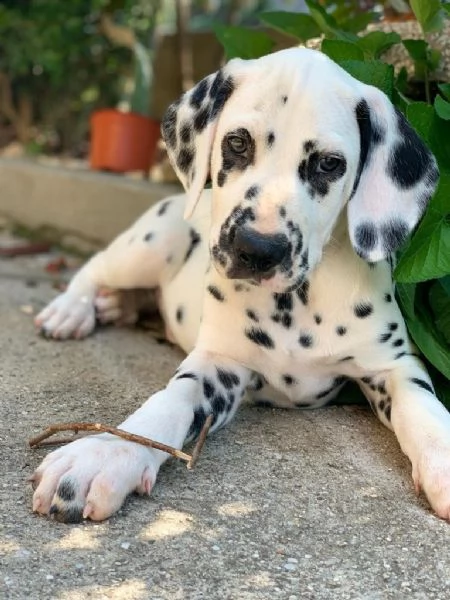 CUCCIOLI DALMATA con PEDIGREE | Foto 2