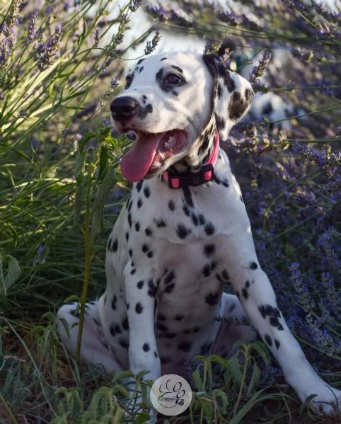 CUCCIOLI DALMATA con PEDIGREE | Foto 0