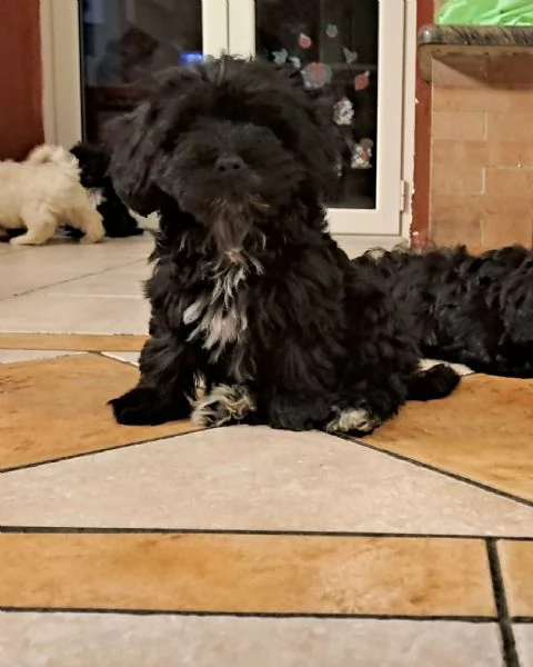 Cuccioli maltipoo 