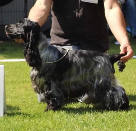 Cocker Spaniel Inglese cuccioli | Foto 0