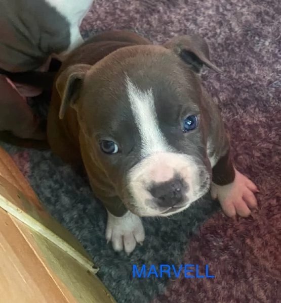 Cuccioli Amstaff blue fawn