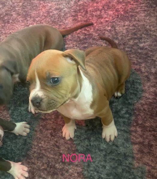 Cuccioli Amstaff blue fawn | Foto 0