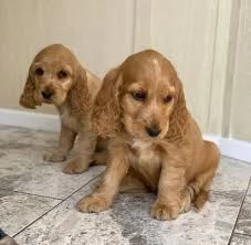 Cuccioli di Cocker Spaniel per le migliori case