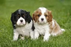 Cavalier King Charles Spaniel due cuccioli sullerba | Foto 0