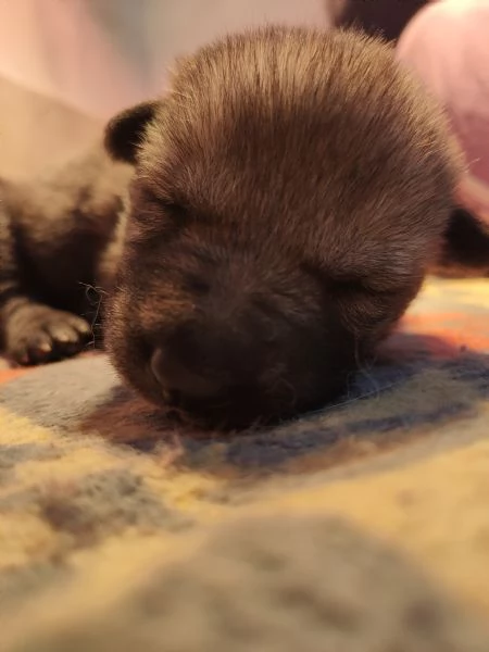 Cuccioli di lupo cecoslovacco  | Foto 0