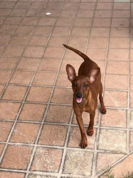 Pinscher nano femmina fulvo | Foto 3