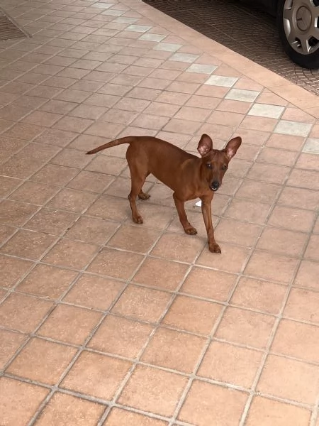 Pinscher nano femmina fulvo | Foto 2