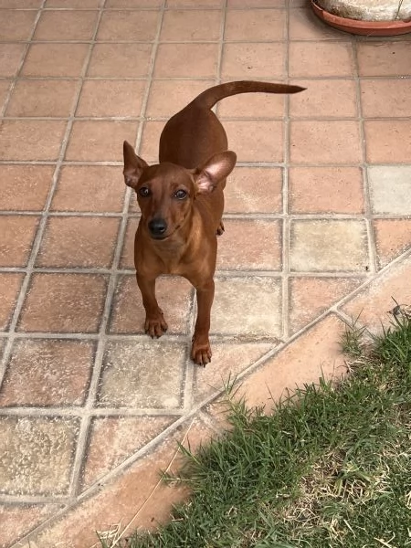 Pinscher nano femmina fulvo | Foto 0