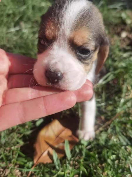 Regala un cucciolo di Beagle 