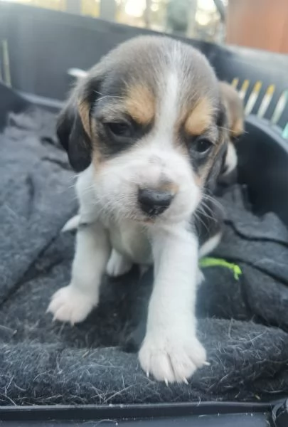 Regala un cucciolo di Beagle  | Foto 2