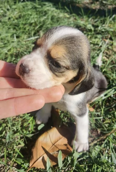 Regala un cucciolo di Beagle  | Foto 1