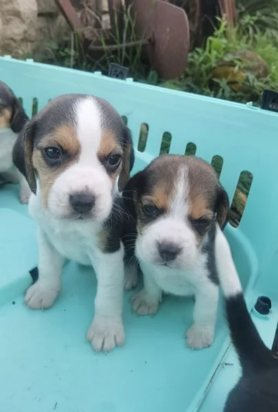 Regala un cucciolo di Beagle  | Foto 0