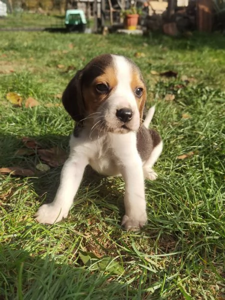 Cuccioli di Beagle 