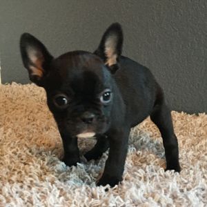 Annunci bouledogue regalo, cani taglia piccola in vendita, cuccioli di bouledogue  da Privati e Allevamenti