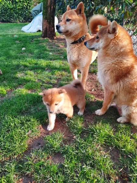 SHIBA INU | Foto 1